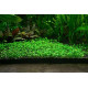 Carpet Seeds/Ornament Aquatic LIVE Double Leaf Aquarium Plants 500 Seeds for Aquarium Pack of 1