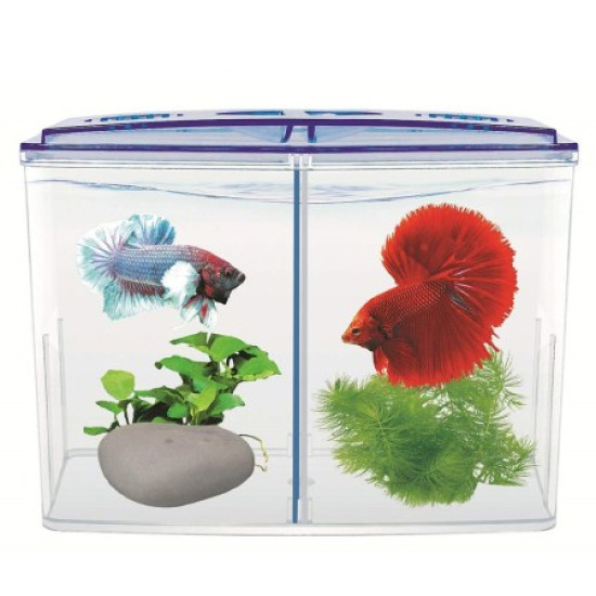  Betta Tank (Double Betta)