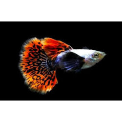  AQUARIUM FISH CHILLI RED MOSAIC GUPPY (SINGLE) 