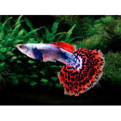  AQUARIUM FISH CHILLI RED MOSAIC GUPPY (SINGLE) 