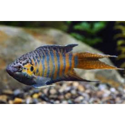 AQUARIUM FISH CHINESE PARADISE PLANTED (SINGLE)