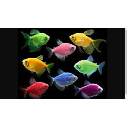 COLOUR WIDOW FISH  (SINGLE)