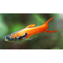 AQUARIUM FISH CORAL RED ENDLER (PAIR) 