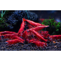 FIRE RED SHRIMP (SINGLE)