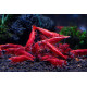 FIRE RED SHRIMP (SINGLE)