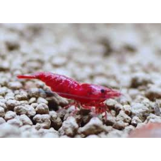 FIRE RED SHRIMP (SINGLE)