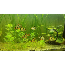 AQUARIUM FISH GREEN TIGER BARB