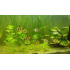 AQUARIUM FISH GREEN TIGER BARB