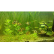 AQUARIUM FISH GREEN TIGER BARB