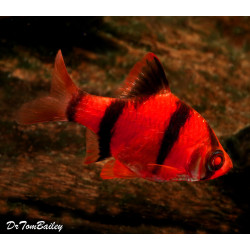 AQUARIUM FISH  RED TIGER BARB (SINGLE)