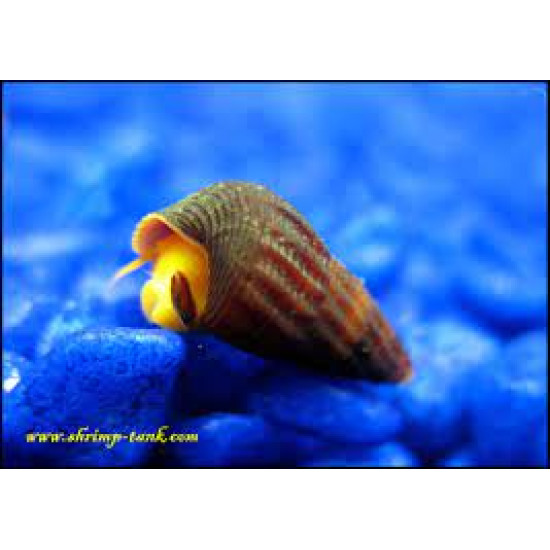 AQUARIUM FISH ORANGE POSO RABBIT SNAIL [SINGLE]