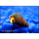 AQUARIUM FISH ORANGE POSO RABBIT SNAIL [SINGLE]