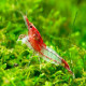 RED RILLI SHRIMP (SINGLE)