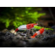 RED RILLI SHRIMP (SINGLE)