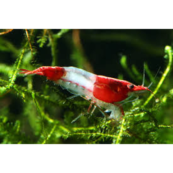 RED RILLI SHRIMP (SINGLE)