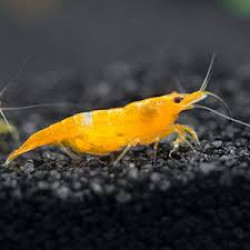 YELLOW CHERRY  SHRIMP (SINGLE)