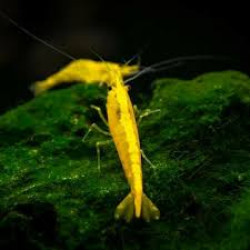 YELLOW CHERRY  SHRIMP (SINGLE)