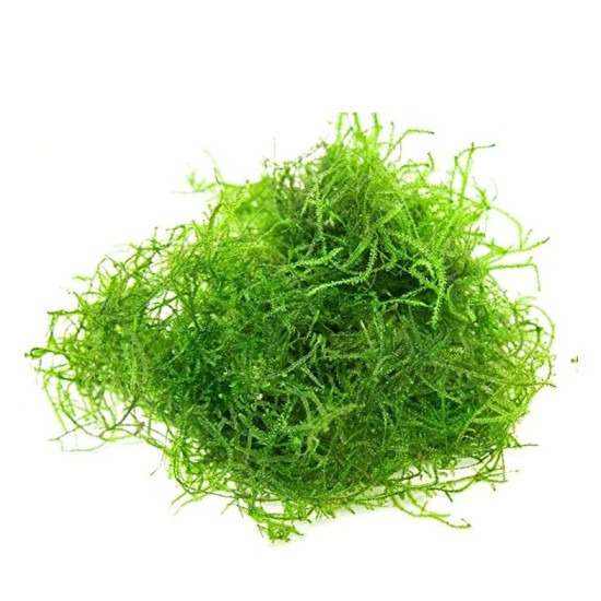  Java Moss Vesicularia dubyana Aquarium Live Plant | Pack of 2 | Loose Bunch