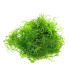  Java Moss Vesicularia dubyana Aquarium Live Plant | Pack of 2 | Loose Bunch