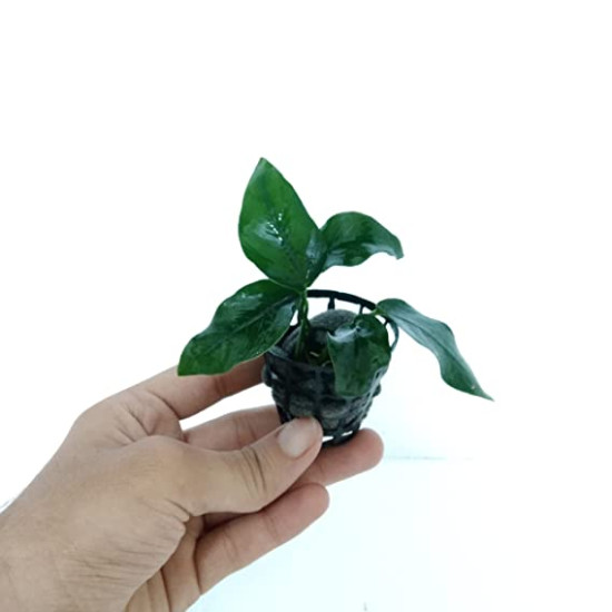 Anubias Nana Amaze Aqua Aquarium Live Plants