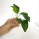   Anubias Broadleaf for Planted aquarium