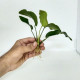   Anubias Broadleaf for Planted aquarium