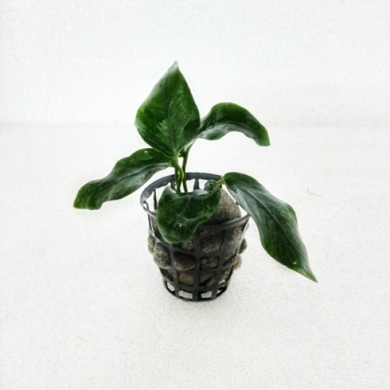 Anubias Nana Amaze Aqua Aquarium Live Plants