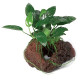 Anubias With Larva Rock Aquarium Live Plants