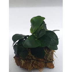 Anubias With Larva Rock Aquarium Live Plants