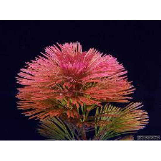 Red Cabomba (Cabomba Furcata) LIVE Aquarium Plants