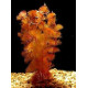 Red Cabomba (Cabomba Furcata) LIVE Aquarium Plants