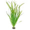 Amaze Aqua Live Aquatic Plants, Vallisneria