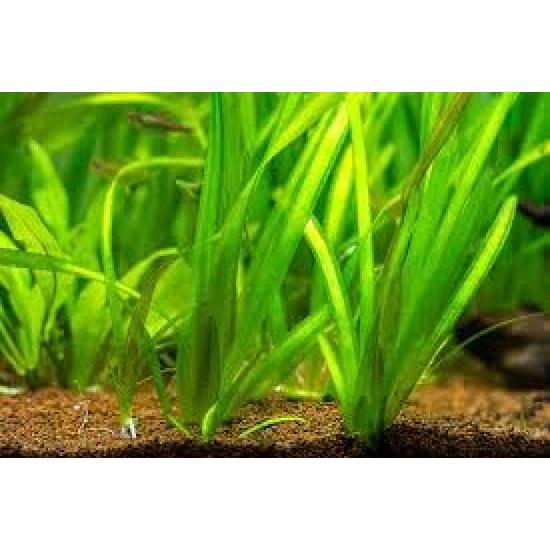 Amaze Aqua Live Aquatic Plants, Vallisneria