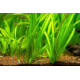 Amaze Aqua Live Aquatic Plants, Vallisneria