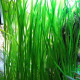 Amaze Aqua Live Aquatic Plants, Vallisneria