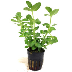  Bacopa caroliniana Live Aquarium plant