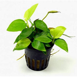 Anubias Nana Gold Plant