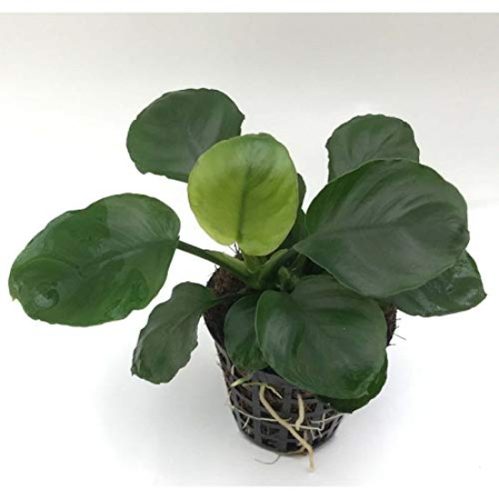  Anubias COIN LEAF/ROUND LEAF/GOLD LEAF with POT Live Aquarium Plants Freshwater