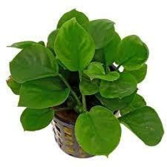  Anubias COIN LEAF/ROUND LEAF/GOLD LEAF with POT Live Aquarium Plants Freshwater