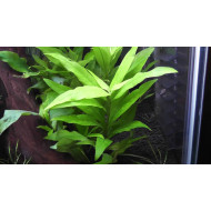  Hygrophila Corymbosa (Temple Mint/Gaint Hygro)