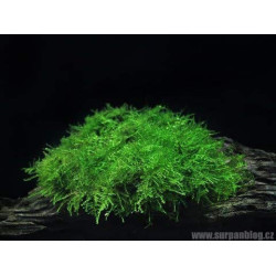 Vesicularia dubyana Singapore Moss Aquarium LIVE Plants