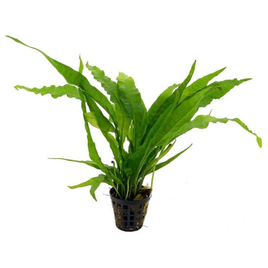 live aquarium plant Microsorum pteropus (Java Fern)