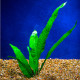 live aquarium plant Microsorum pteropus (Java Fern)