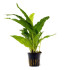 live aquarium plant Microsorum pteropus (Java Fern)