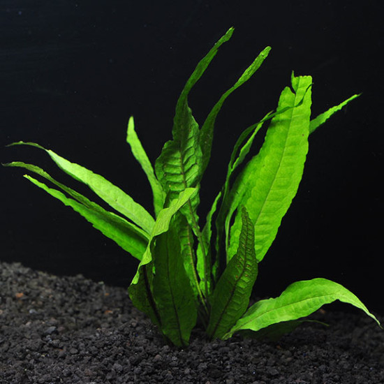 live aquarium plant Microsorum pteropus (Java Fern)