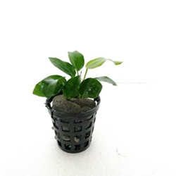  Anubias Nana Amaze Aqua Aquarium Live Plants