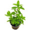 Aquarium Live Plants (Hygrophila Polysperma)