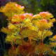  Aquarium Live Plants (Red Cabomba)