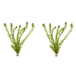 Hydrilla/Egeria densa Aquarium LIVE Plants