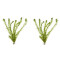 Hydrilla/Egeria densa Aquarium LIVE Plants